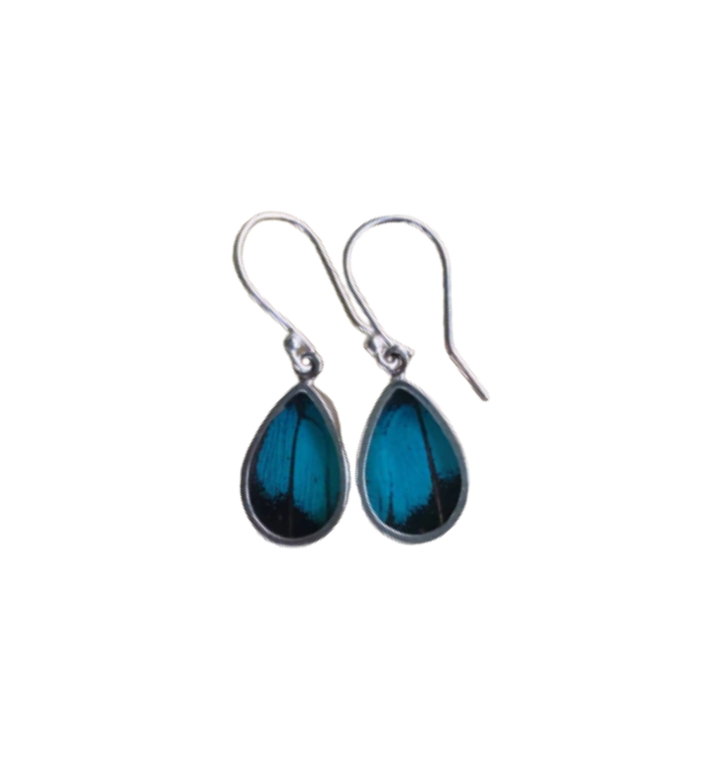 Butterfly Earrings Prepona