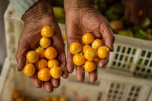 Golden Berry Premium Organic Dried