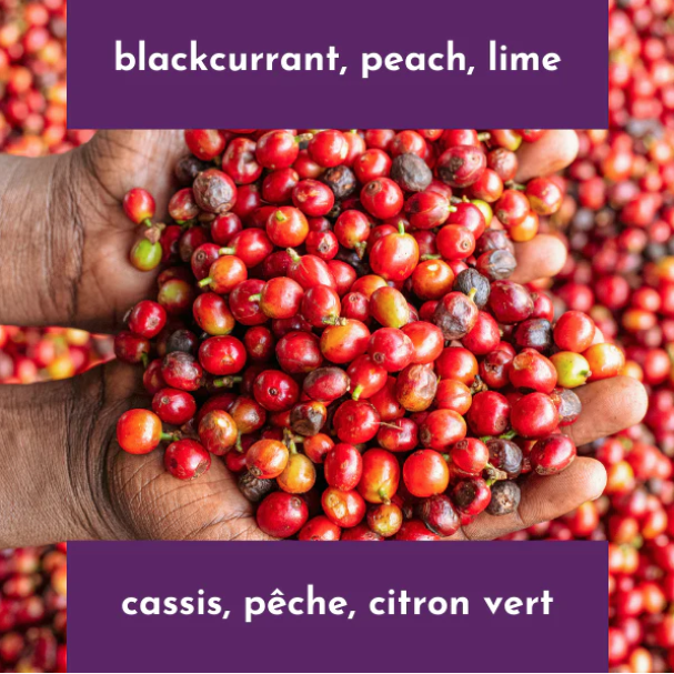 Neon Coffee Kianjogu AA 250g