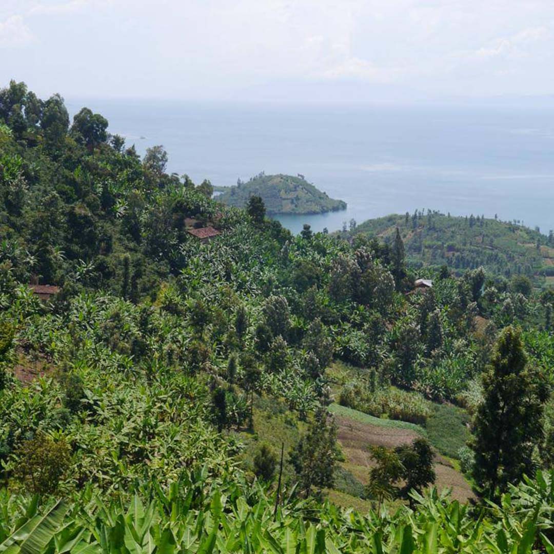 Kigayo Bold Coffee Location 2