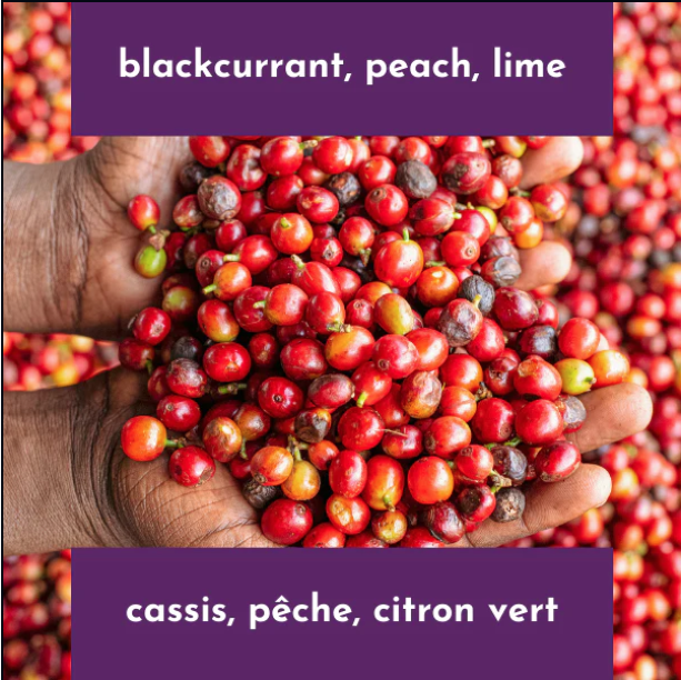 Neon Coffee Guama AA 250g