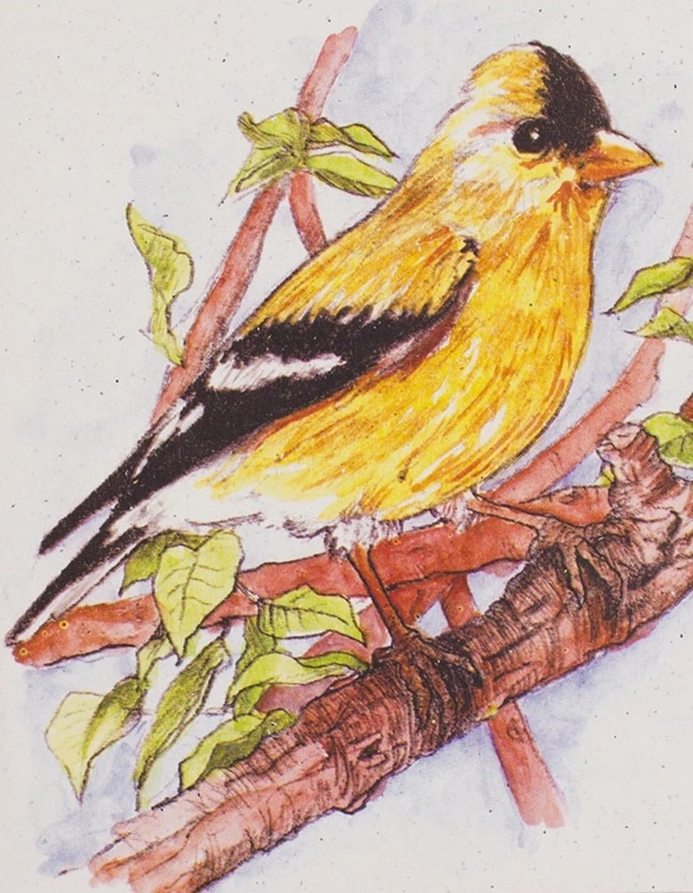 Goldfinch Greeting Card