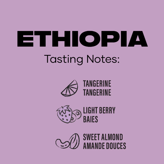 ethiopia ground coffee tasting notes information