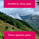 Switch Neon Coffee 250 gr White Honey Typica Mejorado 2 image