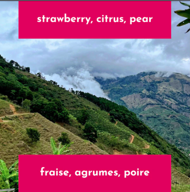 Neon Coffee 250 gr White Honey Typica Mejorado