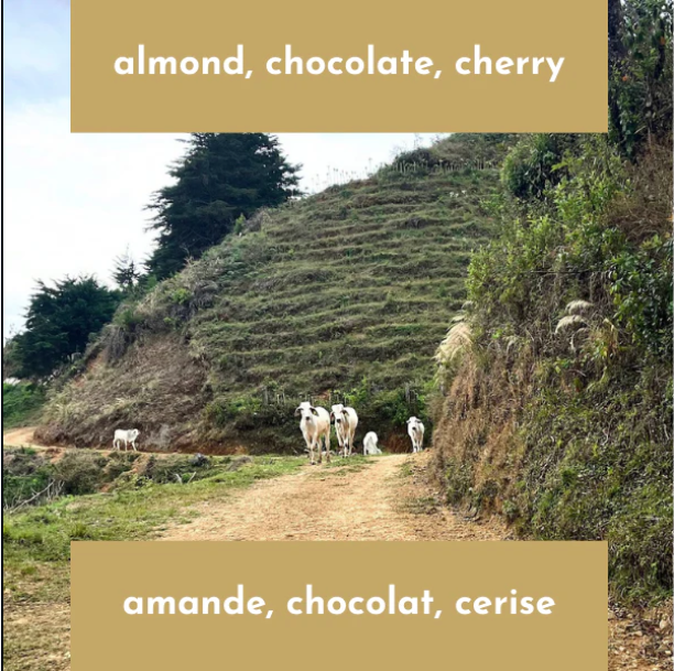 Neon Coffee 250 gr White Honey Caturra